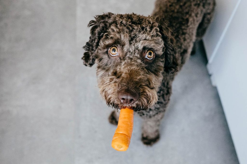How Adding Vegetables and Fruits to Your Dog's Diet Improves Their Health